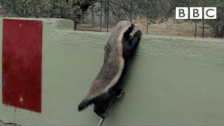 Stoffel, the honey badger that can escape from anywhere! - BBC