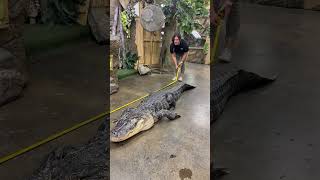 Download lagu Alligators vs. Crocodiles! They Look So Similar, But They're Actually Very Different! mp3 Download lagu Alligators vs. Crocodiles! They Look So Similar, But They're Actually Very Different! mp3
