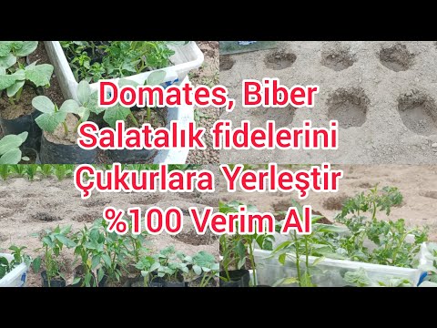 , title : 'Tutma garantili fide dikimi Domates, biber, salatalık.planting tomato, pepper and cucumber seedlings'