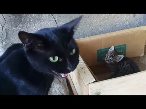 Mom cat talking to her kittens