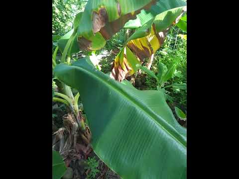 LITTLE DELAN GARDEN OR FARM [LITTLEDELAN SOUNDZ] NOV 22 2025