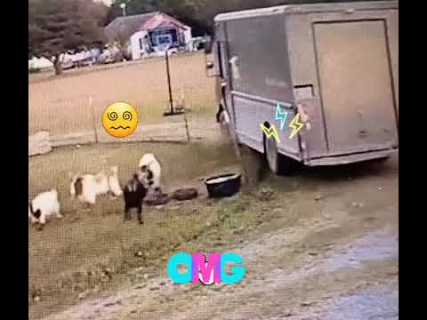 Fainting goats #funny #shorts #animals #enjoy #comedy