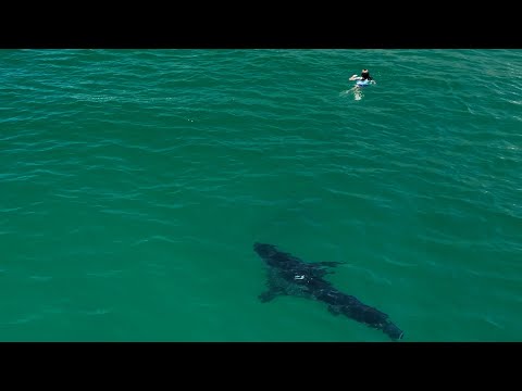 Swimmers Get a Close Encounter with Great White Shark: They Had No Idea