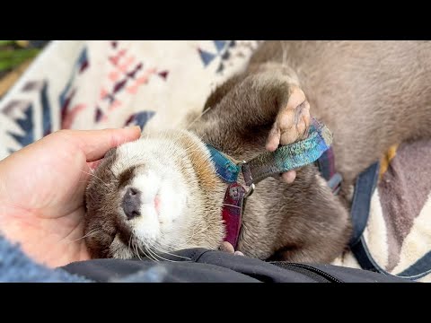 [元ネタ] 昔よくお散歩した場所へ５年ぶりにカワウソたちを連れてきた結果・・・！