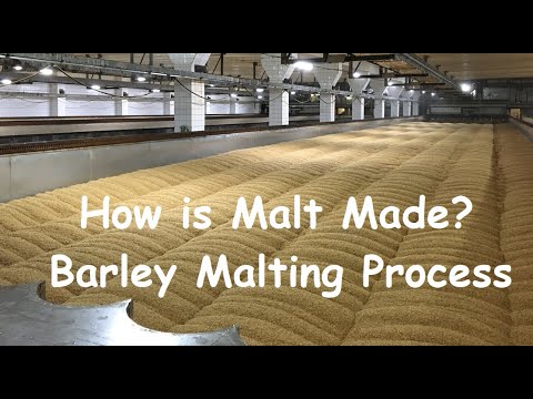 Barley Malting 101: Steeping, Germination, and Kilning Simplified (How is Malt Made?) #malt #barley