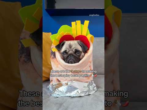 How to make the SPICIEST pugrito 🌯🌶️ #pug #dog