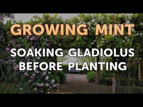 YouTube video about: Should I soak gladiolus bulbs before planting?