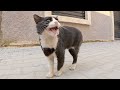 A Cute Tuxedo Cat With A Pink Nose Tells Us He Wants Food