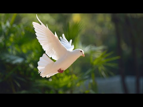 Dezvaluiri Secrete Biblice Partea 5 cu Fratele Mitrut si Fratele Cosmin