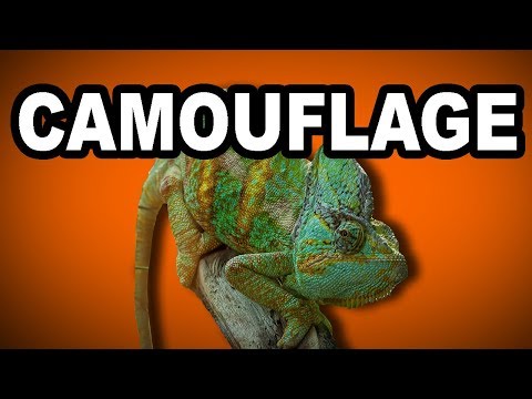 download lagu mp3 mp4 Camouflage Words, download lagu Camouflage Words gratis, unduh video klip Camouflage Words