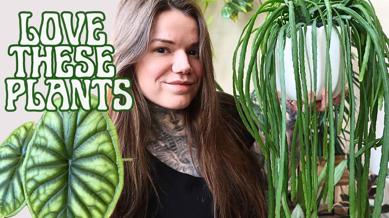 Top 10 Houseplants In My Collection Bringing Me Joy Right Now!