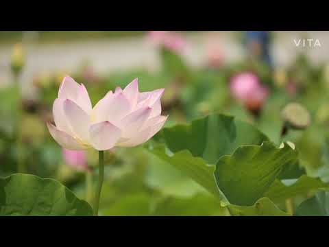Relaxing Music| Flower blossom | Chitta Mudita| Happy Mind