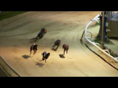 2017 WILLIAM HILL FESTIVAL FLYER - HEAT 3 - T3 PRECISELY