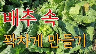 배추 속 꽉채우는 방법인 배추 잎수 늘려주기!!!