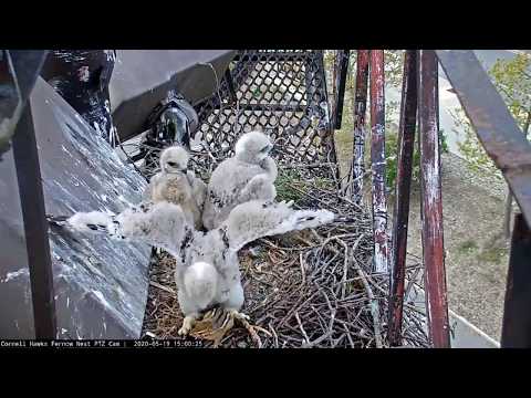 Chipmunk Escape! | Cornell Hawks Cam – May 21, 2020