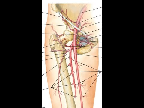 Femoral artery and its branches