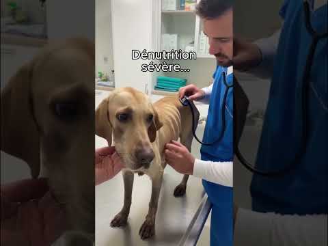 On a sauvé un chien allongé au bord d'un route...😢#animaux #nature #sauvetage