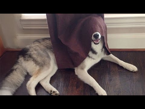 Les huskies sont la preuve que l'humour n'a pas de limites 🤣 funny animals videos 2024