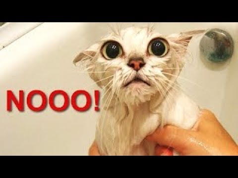CATS will make you LAUGH YOUR HEAD OFF - Funny CAT compilation - TRY NOT TO LAUGH or GRIN