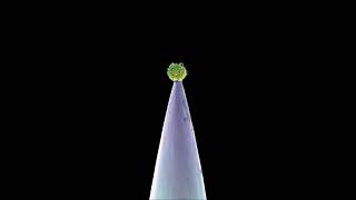 Peter Gabriel - Signal to Noise (New Blood)
