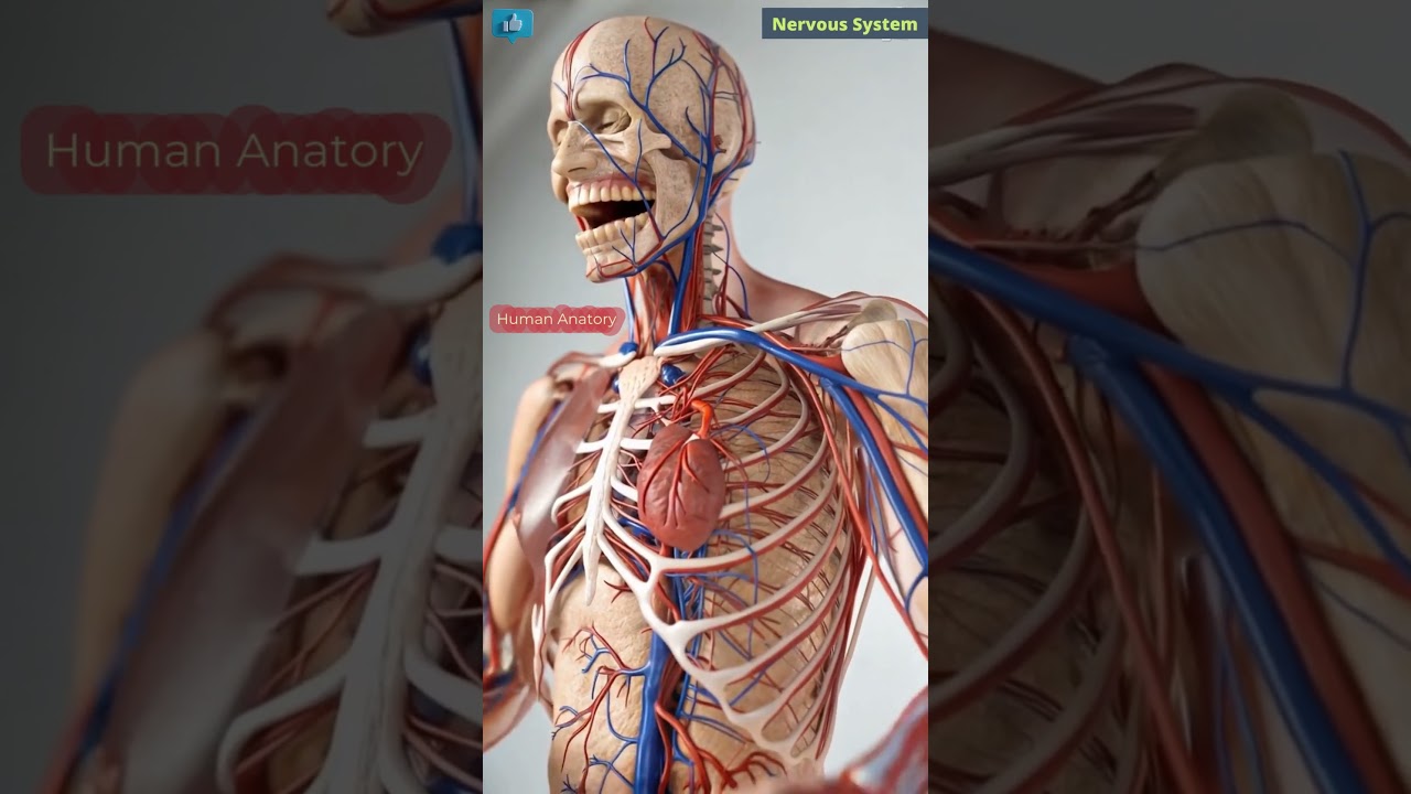 Human Nervous System | Bio AI Art | 02