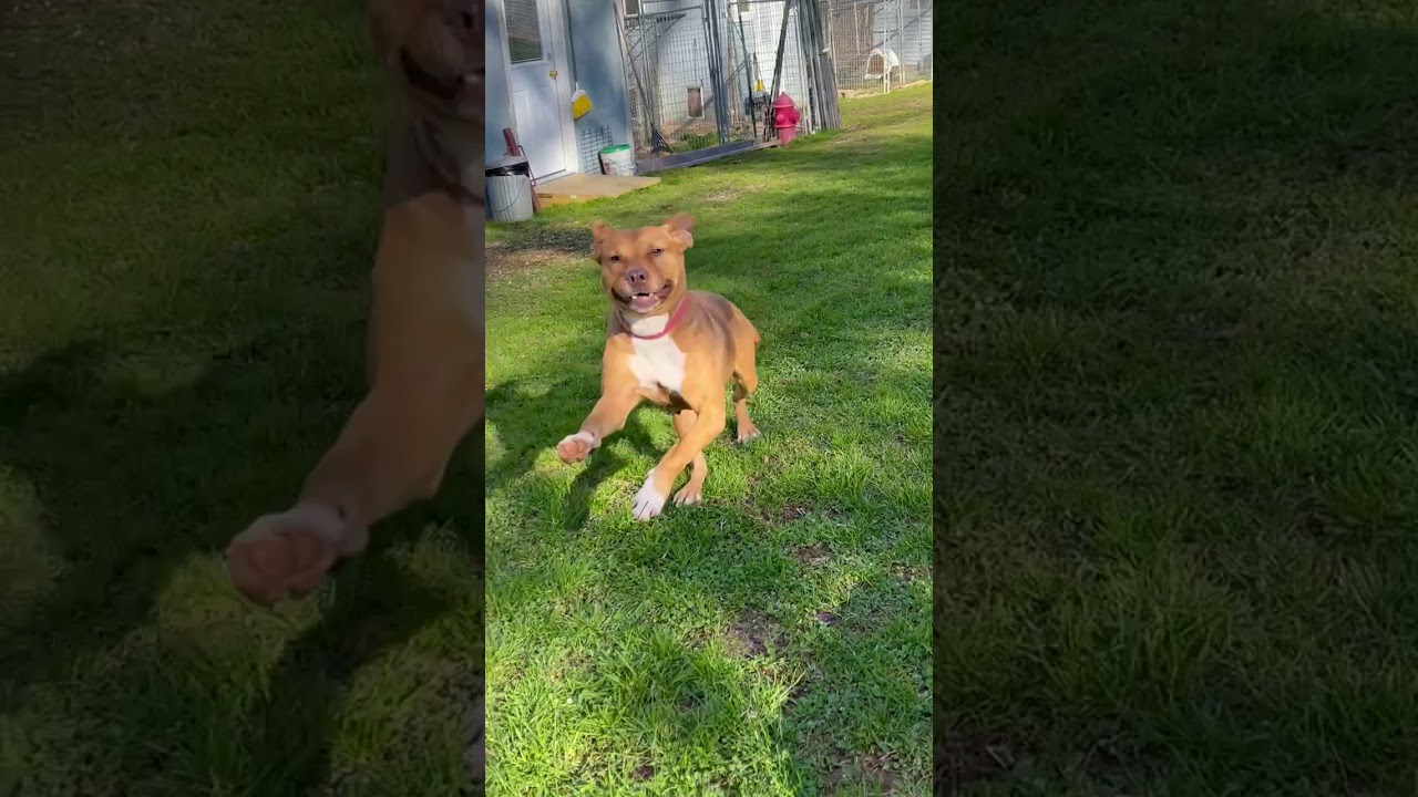 Enlarge Giblet, a Adoptable mixed breed in Fairfax, VA video 6/6