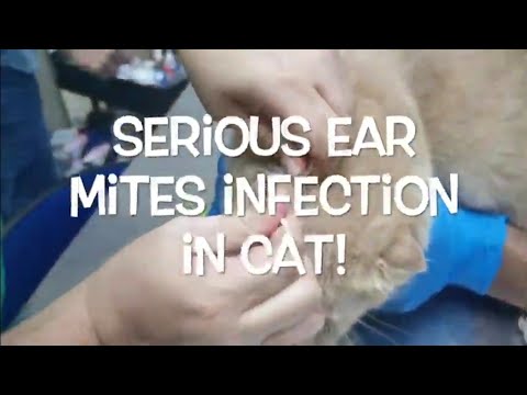 Ear Mites in Cats and Dogs causes hair loss : Trip to the Vet | Kutu Telinga Kucing dan Anjing