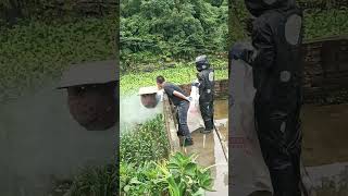 Wasp Nest Removal : Chemical Spray &amp; Sack Capture Attempt