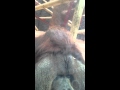 Orangután besa el vientre de una embarazada a través de cristal de su jaula en el zoológico