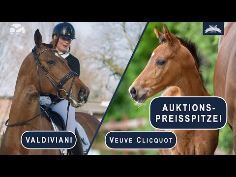 Valdiviani Fohlen a.d. Sharline v. Sir Donnerhall Preisspitze der Verdener Online Fohlenauktion