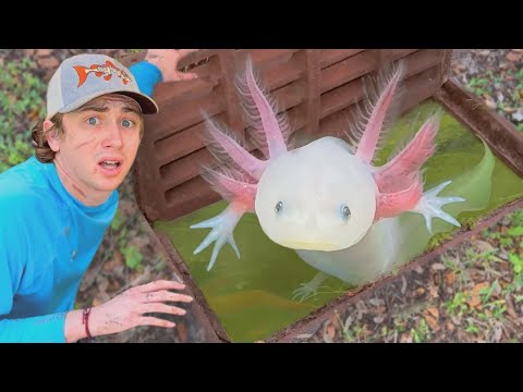 Encontrei Axolotes Vivendo no Esgoto!