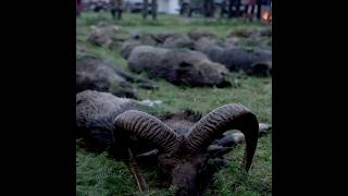 Es ist wieder #drivenhunt Zeit!              #hunting #hirsch #deer #jagd #tiere