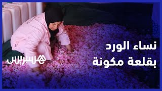 أنامل ناعمة تقطف الورد.. نساء يبدعن في تقطير الورد بإقليم تنغير thumbnail