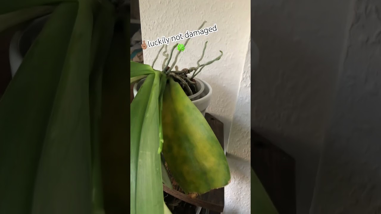 Orchid CATASTROPHE with amazing results