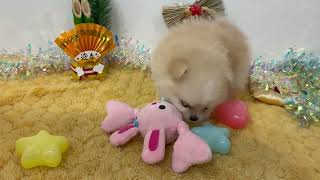 ハーフ犬の動画01