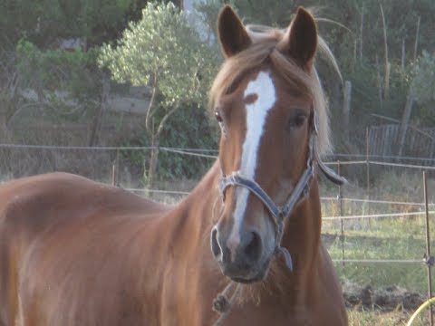 cavalcante de cavalcanti