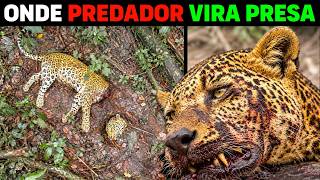 🚨 ESQUEÇA a Austrália: o VERDADEIRO PERIGO está ESCONDIDO AQUI