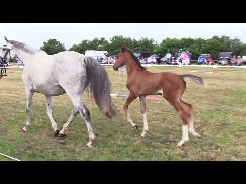 Holsteiner Fohlenschau Föhr 2025 | SF | Catoki – Uriko – Canturo | St. 776 | HAS Rörden GbR