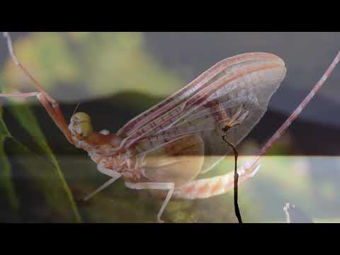 B&P TV - Mayfly