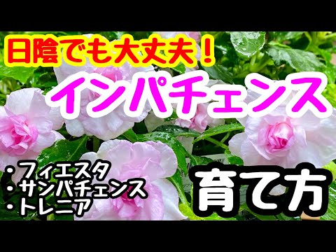 園芸 オウムのくちばし、ザンジバル インパチェンス、ニアムニアム