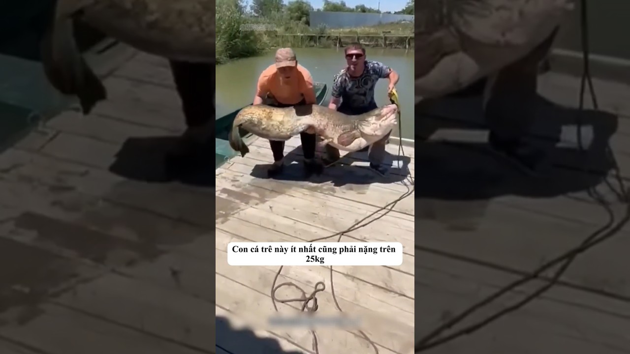 Cần thủ bắt gặp cá trê khổng lồ