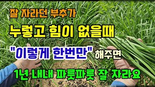 잘자라던 부추가 누렇고 힘이없을때 이렇게 해주면 풀걱정없이 1년내내 굵고파릇파릇하게 잘 자랍니다 #부추키우기