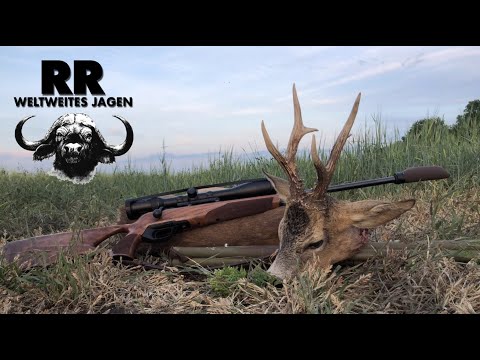 Hunting Adventure Hungary Part 1 Roebuck I Rehbockjagd in Ungarn I RR Weltweites Jagen