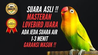 Download lagu SUARA ASLI !! MASTERAN LOVEBIRD NGEKEK PANJANG !! JEDA AIR 1-3 MENIT !! GARANSI MASUK !! TANPA IKLAN mp3 Download lagu SUARA ASLI !! MASTERAN LOVEBIRD NGEKEK PANJANG !! JEDA AIR 1-3 MENIT !! GARANSI MASUK !! TANPA IKLAN mp3