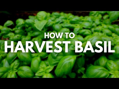 植物を枯らさずにバジルを収穫する方法 |確実な方法が明らかに