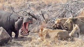Hungry Hippo Wants to Eat with Lions