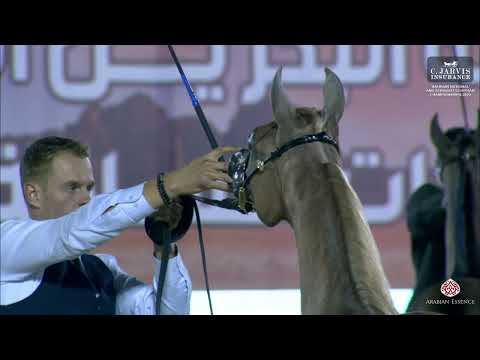 Bahrain National and SE Championships 2023   Class YCC