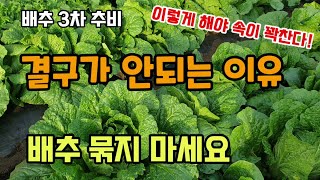 김장배추.무 3차웃거름 배추물주기 배추 결구가 안되는 이유 배추 묶지 마세요.