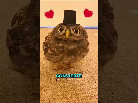 ¡LINDOS BÚHOS Durmiendo De Pie! 🦉😂🥰