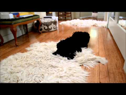 Young and old Briard puppy dogs playing on the Farm / Briard baby spielt mit erwachsenen Hund